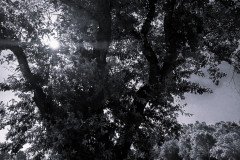 Dietro Albero