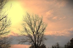 Pink Sky