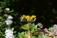 Yellow Flower
